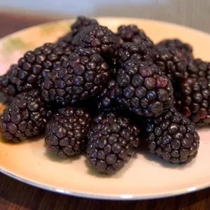 Bristol Black Raspberry Bush