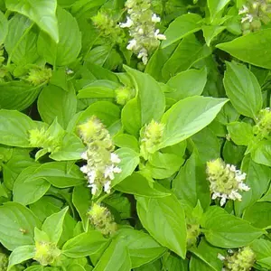 seeds Gift Lemon Basil Seeds, Mrs. Burns Lemon Basil, Seeds for Citrus Flavored Basil