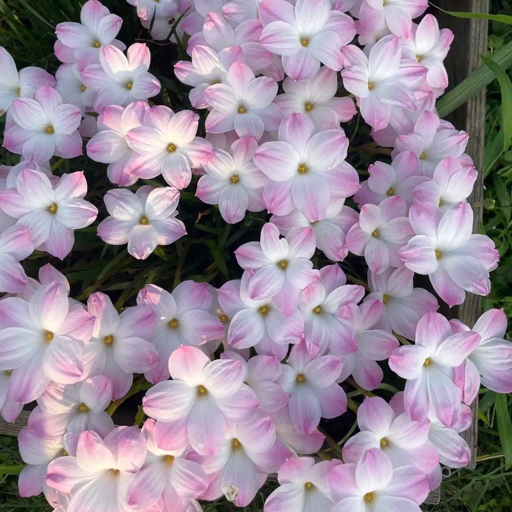 Lily Pies Large Pink 2-Tone Rain Lily Bulbs, Hardy Perennial Easy-Grow Flower Bulbs for Yd Border, Patio Containers, Cut Flower Use