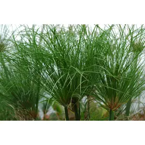 Cyperus papyrus 'Egyptian Paper Plant' (Bare Root)