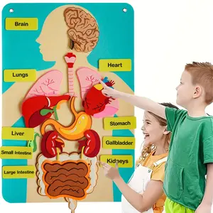 3D Felt Human Organ Models, Human Body Anatomical Diagrams, Ideal for School & Home Educational Activities