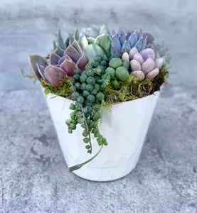 Surfside Serenade - 4” Potted  Live Succulent Arrangement - Ships Free!