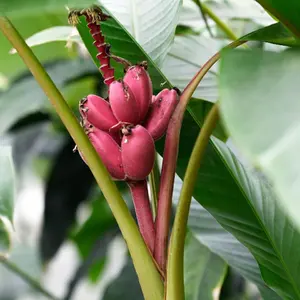 Musa Velutina Seed Pink Banana Plant Hairy Banana Pink Fruiting Banana Musa Dasycarpa Edible Evergreen Perennial Fruit Plant Showy Display Non-GMO Heirloom Fast Growing 100 Seeds