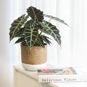 Alocasia Polly 'African Mask'