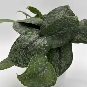 Scindapsus Pictus Mount Salak 6" nursery Pot Stunning Unique Leaves Easy Care Air Purifying Houseplant for Beginners Pet Safe Moderate Watering Bright Indirect Light