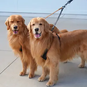 Double Dog Leash Attachment