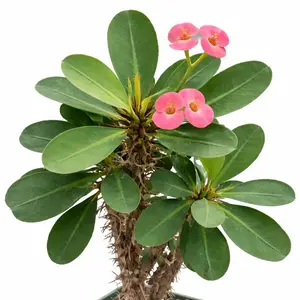 Crown of Thorns (Euphorbia milii) – 2" Pot – Hardy Blooming Succulent – From Hand Picked Nursery