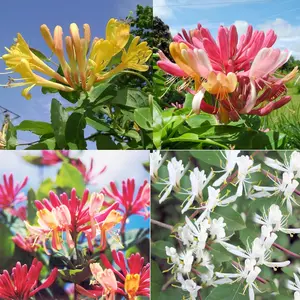 1000 Mixed Honeysuckle Seeds Honeysuckle Plant Vine Fragrant Cloud Honeysuckle Flowers Striking Potted Hanging Flowers Attract Pollinators