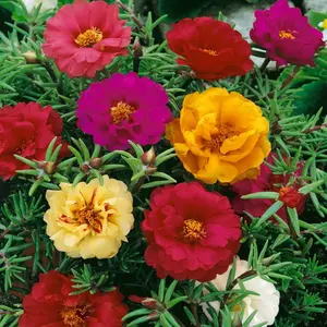 1000+ Portulaca Grandiflora Moss Rose Seeds Mixed Color Spreading for Planting Mexican Rose Sun Rose Rock ROS Heat & Drought Tolerant Ground Cover Plant