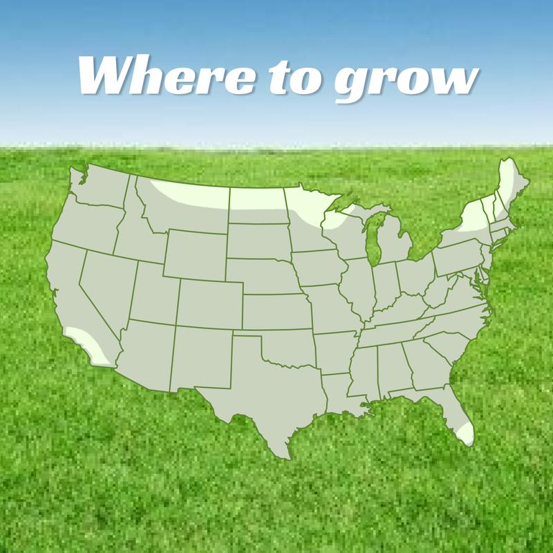 Grass Seed and Shade Grass, Grows quickly and withstands all seasons, perfect for high-quality turf and golf courses, High Germination Grass Seeds Grown in USA