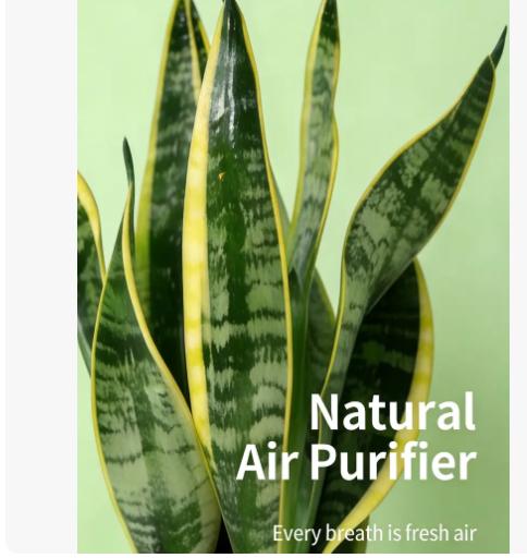 Live Exclusive | Live Snake Plant Indoor – Hardy Sansevieria Houseplant Easy Care Home Decor Plant