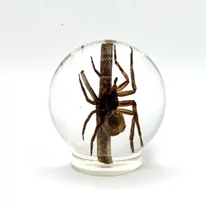 Real Spider On a Stick Resin Globe – Nature-Inspired Decor, Entomology Collectible, Spooky Gothic Ornament Decoration for Home Display