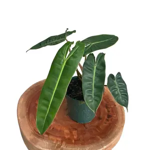 Philodendron Billitiae 4” Plant