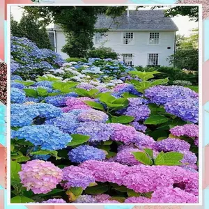 Blue-Purple 1000+ Mixed Color Hydrangea Seeds for Planting, Outdoor Garden - Potted Plants Hydrangea macrophylla Giant Snowball Hydrangea Fast Growing Shrub