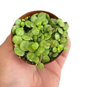 Adorable String of Turtles  3" Pot | Trailing Peperomia Prostata!