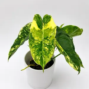 Philodendron Burle Marx Variegated 4" Pot Plant Rare Live Tropical House Plant with Stunning Variegated Leaves for Indoor Decor