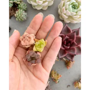 Haworthia Babies (mini mix) - April Farm/Rare Succulents
