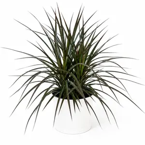 Dracaena Marginata 8" pot Dragon Tree House Plant - Beginner Friendly