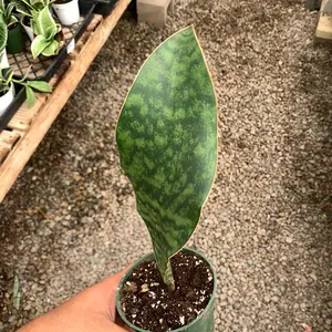 Sansevieria Whale Fin Snake Plant 4” Pot
