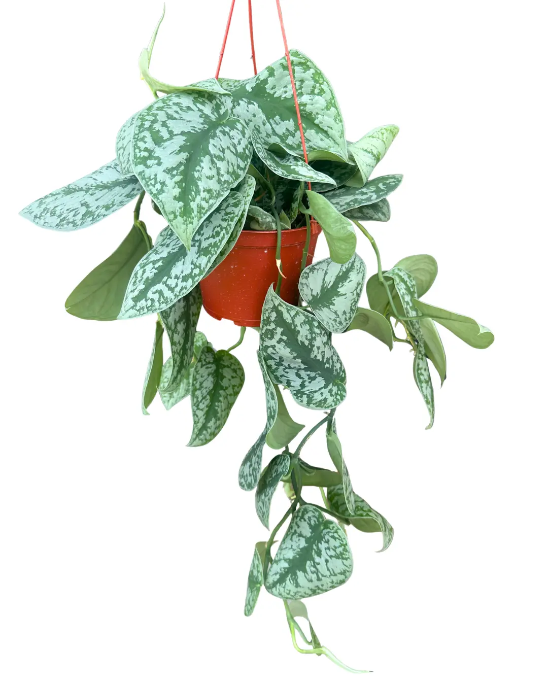 6" Scindapsus Pictus Exotica – Live Plant