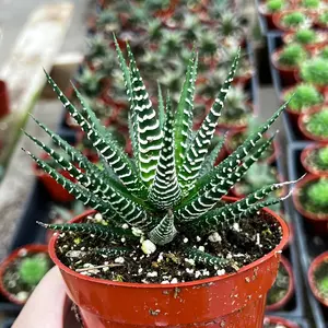 Zebra Plant, Haworthia Fasciata, Small Succulent, Easy care plant in 2.5" pot