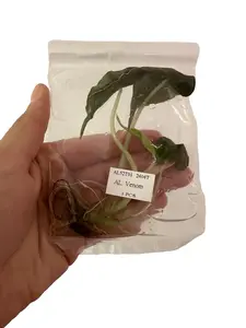 Alocasia Venom Tissue Culture - Live Houseplant - Rare Variegated Aroid - Exotic Tropical Foliage - Indoor Plant Gift - Embryonic Plantlet - Collector's Item