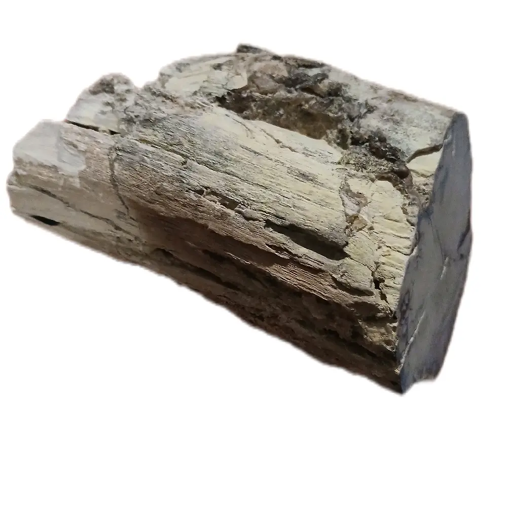 Petrified Wood with Blue Chalcedony Natural Specimen Featuring Unique Geometric Patterns