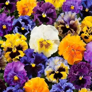 1000 pcs Non-GMO Heirloom Mix Pansy Seeds - Perfect for Containers and Flower Beds
