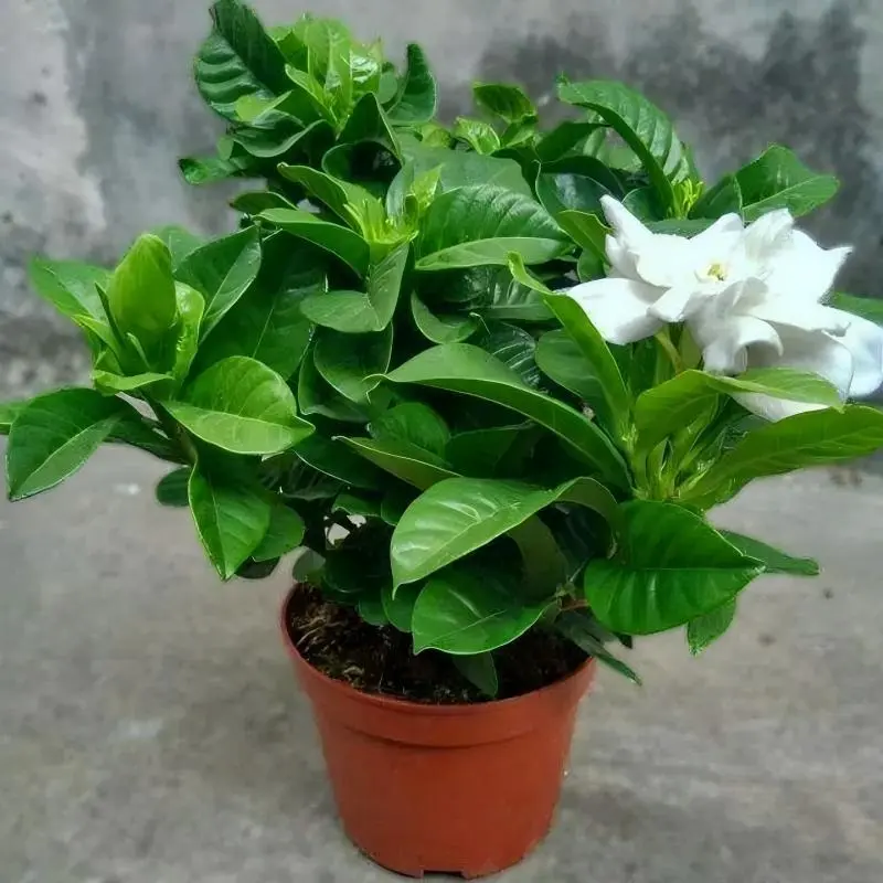 Live Gardenia Jasminoides Starter Plant, Evergreen Glossy Leaves, Strong Sweet Scent When Blooming, Shipped In Small Original Nursery Pot, Without Flower Buds, Low Maintenance Indoor Balcony Patio Houseplant For Home Decor