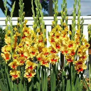 Gladiolus  bulbs - Jester
