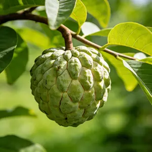 Sugar Apple Annona Squamosa Seeds Non GMO Heirloom Natural Tropical Fruit Tree Seeds Easy Grow Backyard Patio Balcony Container Outdoor Home Garden Landscape Hobby Planting Seeds