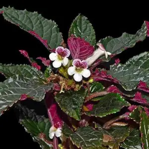 Nautilocalyx glandulifer