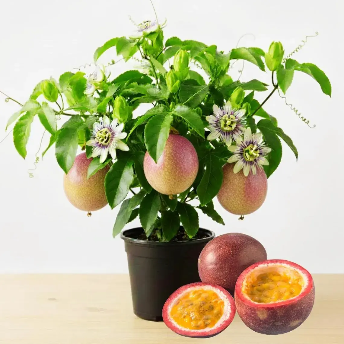 High Yield Passion Fruit Seedlings - Fast-Growing Perennial Garden Plants for Year-Round Fruit Bearing