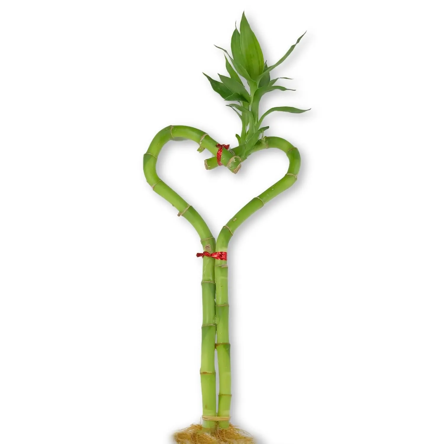 Lucky Indoor Bamboo Heart - Live Plant - Ships Bare Root - Approx 10 Inch  Tall Heart Shaped Stalk - Air Purifying Feng-shui Zen Garden Houseplants -  TikTok Shop