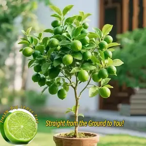 Key Lime Tree Live Plant, Vibrant Green Fruit – Garden & Container Friendly, Pruned for Safe Shipping, Beginner-Friendly Dwarf Citrus, Freshly Dug Hardy