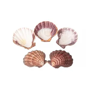 Lion Paw Shell Display & Incense Burner 4.5"–6" Ivory Scented Aroma Amber Striations Natural Unique Shell for Altar Catchall