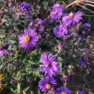 Aromatic Aster Seeds - Native Wildflower Perennial Seeds