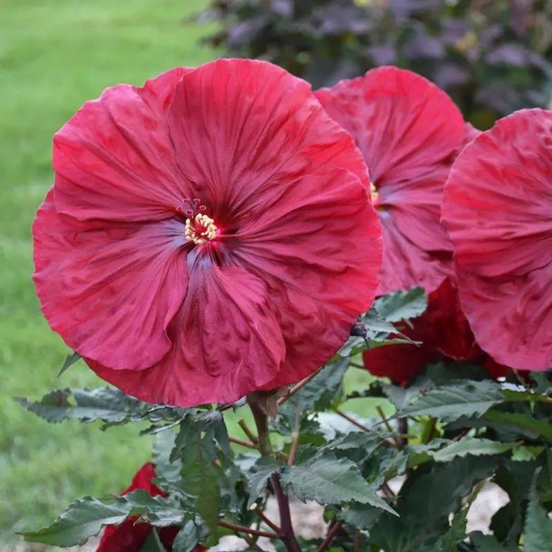 Blackberry Merlot Hibiscus