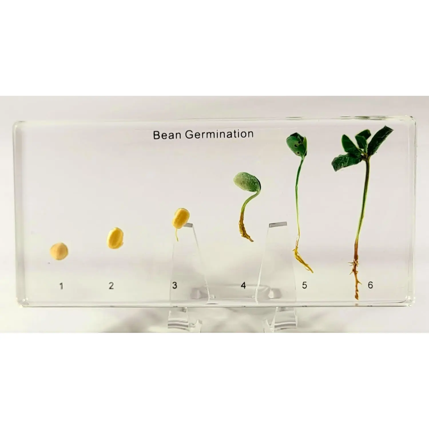 Bean Germination in 6.3" Crystal Clear Lucite Resin Paperweight Block Botanist Herb Crafts Collection