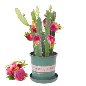 Red Flesh Dragon Fruit Plant – Sweet Pitaya Tree Seedling | Fast Growing Climbing Cactus