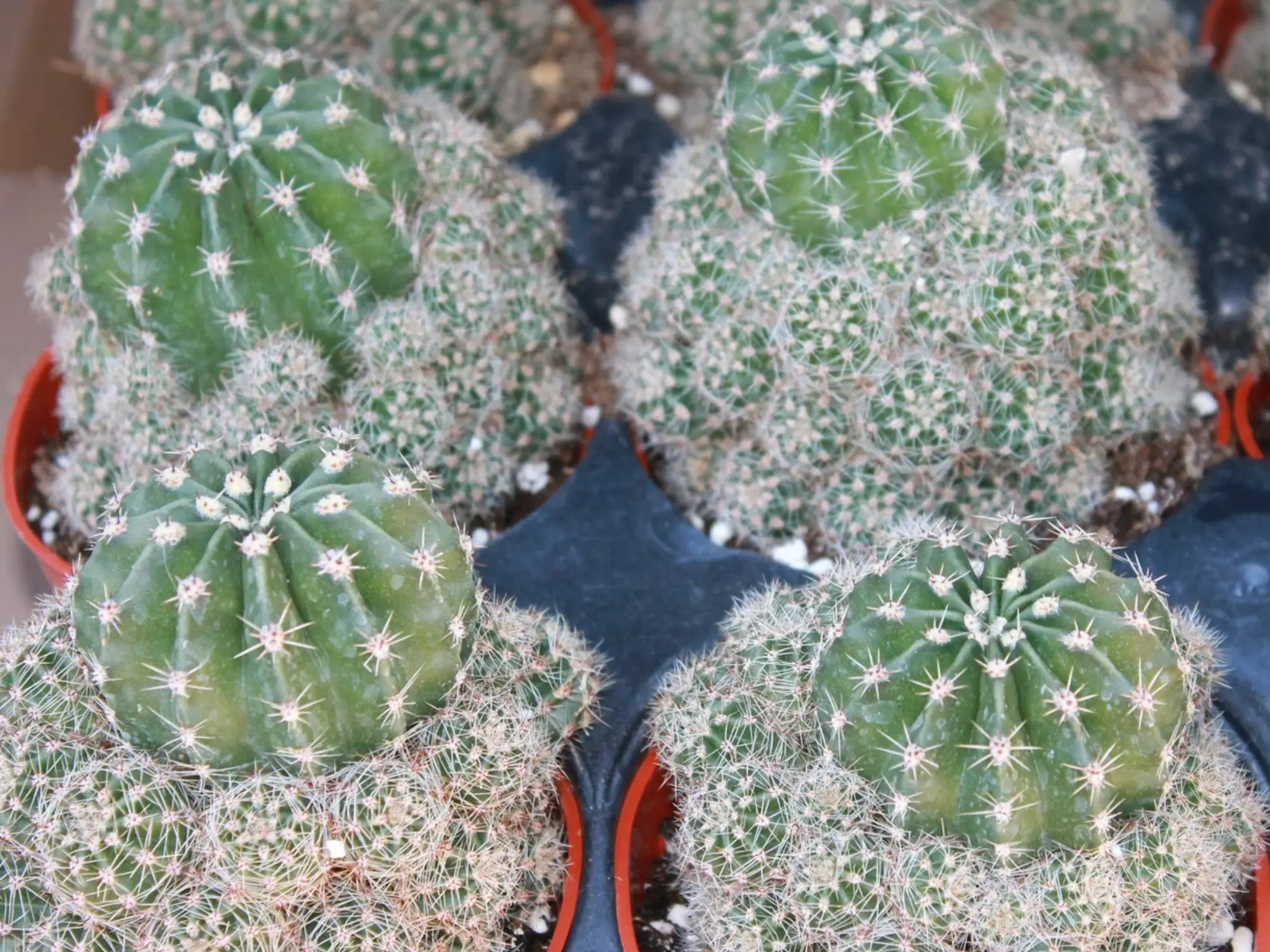Echinopsis Rainbow Bursts Cactus: Live House Plant