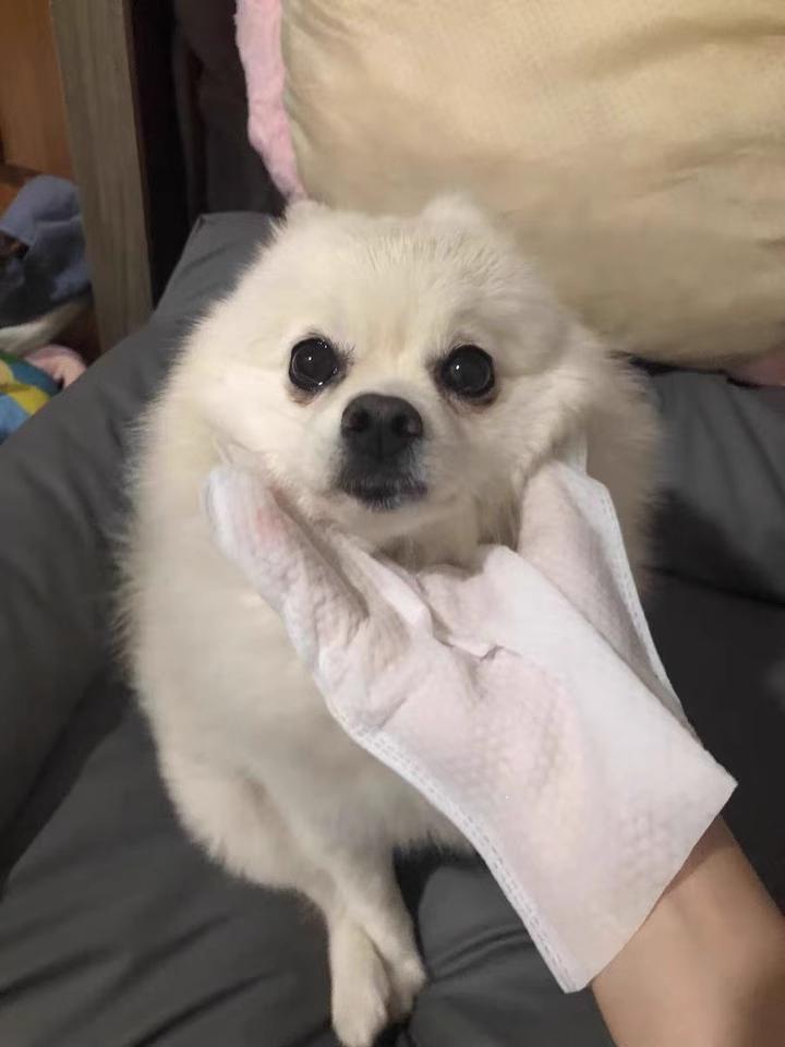 Glove Wipes，Freshening Grooming Dog&Cat Disposable 30Pcs pet hair removal tool Satisfied skin care Outdoor No clean Hypoallergenic Facial Disposable No Rinse Grooming Formulated for petwipes Deodorizing sticky hair#petlife bath wipe