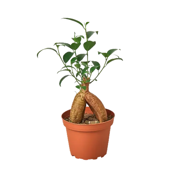 Ficus Ginseng (Ficus microcarpa) Compact Bonsai Live Houseplant