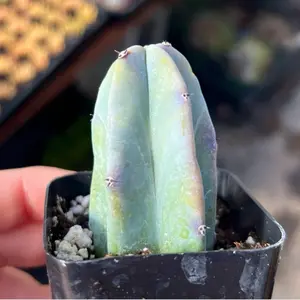 2” Blue Candle Cactus / Myrtillocactus Geometrizans Succulent Plant