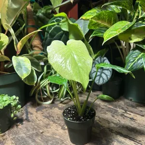 Monstera Mint | 4 Inch Pot | House Plant | Rare Live Plant