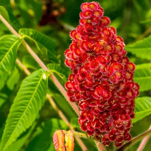 Staghorn Sumac Tree – Live Bare Root, 18–24 in | Rhus typhina