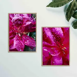 The Virtue of God Purple Rhododendrons with Raindrops Original Photography | Unframed Canvas Wall Art Decor | Vertical Set of 2 Floral Prints