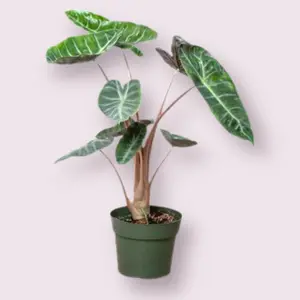 Pink Dragon Alocasia