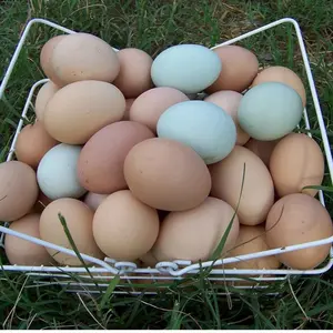 6 Fertile Chicken Hatching eggs