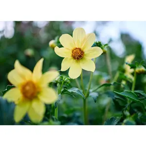 Dwarf Single Mix - Dahlia Seeds
